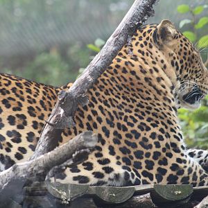 Javan Leopard
