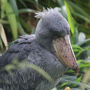Shoebill