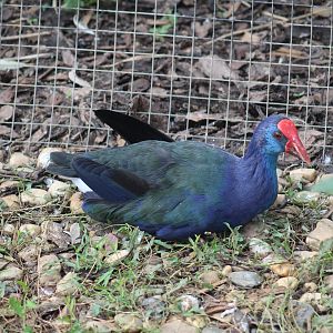 West Mediterranean Purple Swamphen