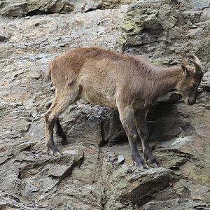 Himalayan Tahr