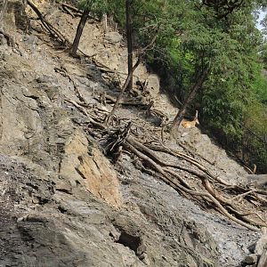 Partial View of Tur Enclosure