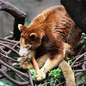 Matschie's tree-kangaroo