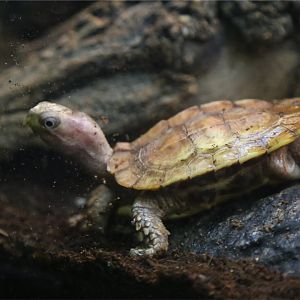 Black-breasted leaf turtle