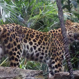 Amur leopard