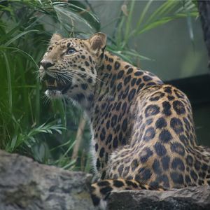 Amur leopard