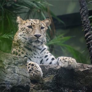 Amur leopard