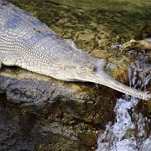 Gharial