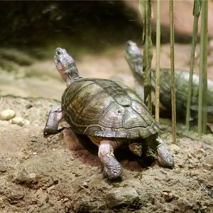 East African black mud turtle