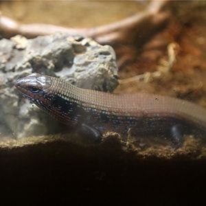 Fire skink (Lepidothyris fernandi)