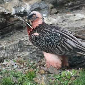 Pink Vulture