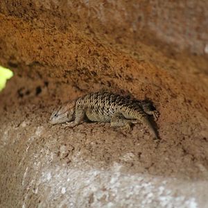 Desert Spiny Lizard
