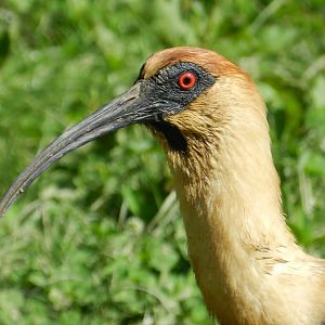 Buff-necked Ibis