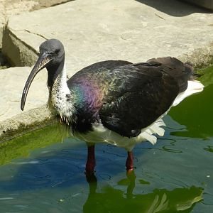 Straw-necked Ibis
