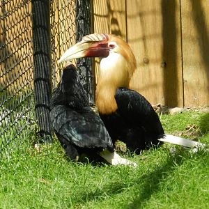 Papuan Hornbill