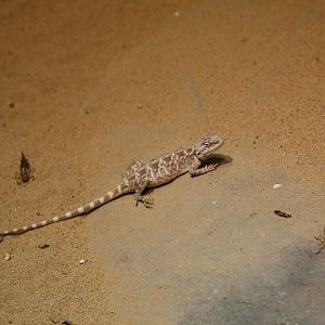 Steppe Agama