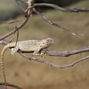 Prague- Paralaudakia lehmanni?
