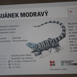 Baja California Rock Lizard Signage