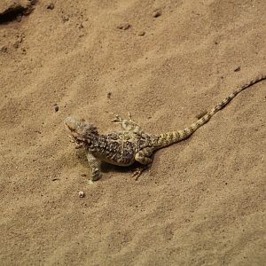Turkestan Rock Agama