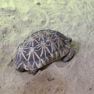 Indian Star Tortoise