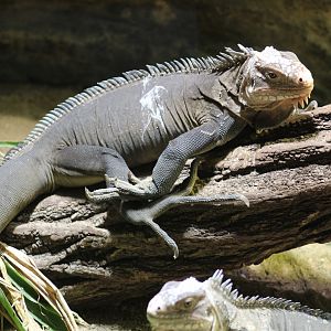 Lesser Antillean Iguana