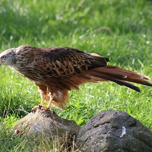 Red Kite