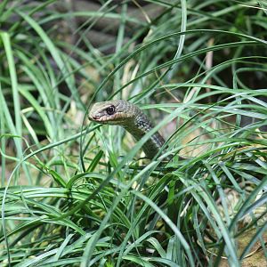 Turkish Montpellier Snake
