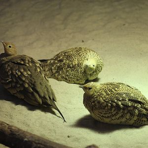 Arabian Chestnut-Bellied Sandgrouse