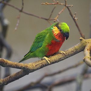 Edwards's Fig-Parrot