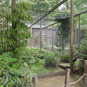 Trumpeter aviary