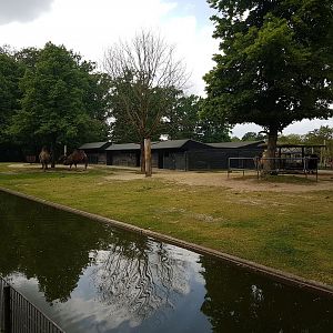 Camel enclosure