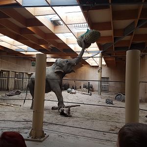 Elephant indoor-enclosure