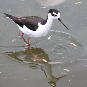 Mexican stilt