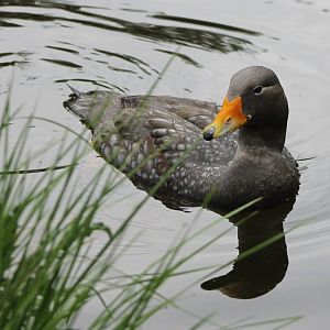 Magellanic steamer duck
