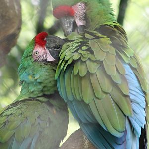Mexican military macaws