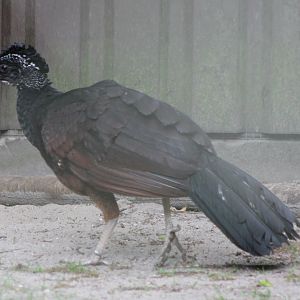 Great curassow