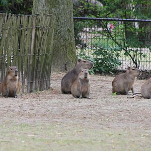 Capybaras