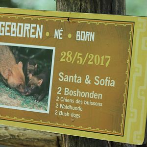 Birth-sign Bush dogs