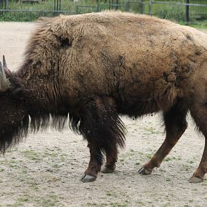 American bison