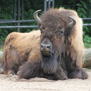 American bison