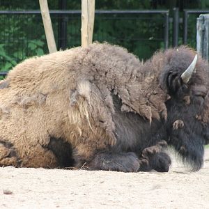 American bison