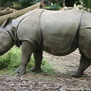 Indian greater rhino