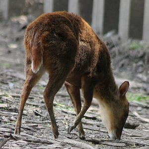 Muntjac
