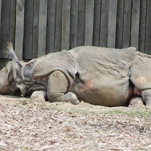 Indian greater rhino