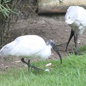 Black-headed ibisses