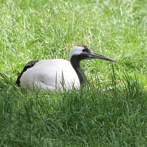 Red-crowned crane