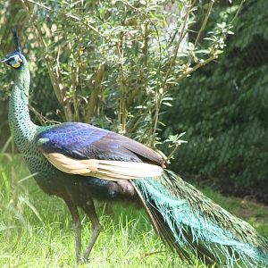 Green peacock