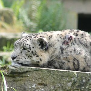 Snow leopard