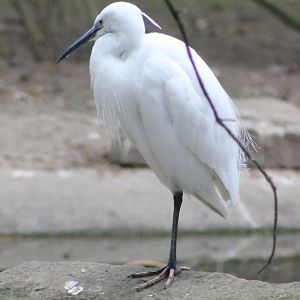 Little egret