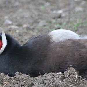 Brown eared pheasant