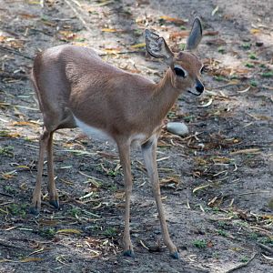 Southern steenbok
